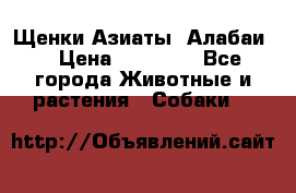 Щенки Азиаты (Алабаи) › Цена ­ 20 000 - Все города Животные и растения » Собаки   